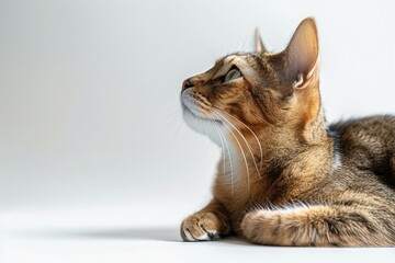 A close up of a Abyssinian cat watching up