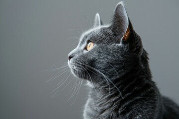 a close up of a Chartreux cat with a gray background