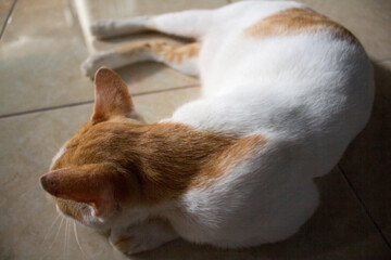 Portrait of a house cat lying on the floor.
Pinrang, South Sulawesi Indonesia.
March 14 2024