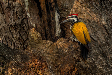 Black-rumped Flameback - Dinopium benghalense, beautiful colored woodpecker from South Asian forests, jungles and woodlands, Nagarahole Tiger Reserve, India. - 757869123