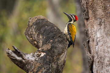 Black-rumped Flameback - Dinopium benghalense, beautiful colored woodpecker from South Asian forests, jungles and woodlands, Nagarahole Tiger Reserve, India. - 757869149