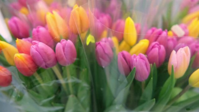 Spring different color tulips floral bunch. Concept International Women's Day, March 8. 8th march. Spring background. Tulip, colorful tulips bouquet. Present for March 8. Holiday decor with flowers.	
