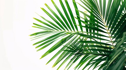 Obraz premium Fresh Palm Leaves in a Breeze Generative AI