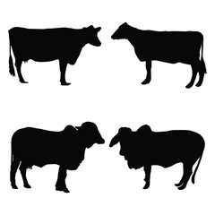 Set of cows. Black silhouette cow isolated on white background. Hand drawn vector illustration.