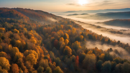 Aerial view of autumn forest at morning 