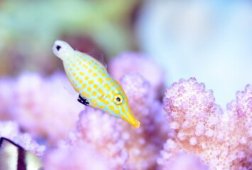 不思議な模様のテングカワハギ