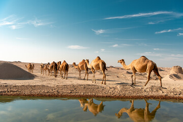 Fototapeta na wymiar Camel in desert lake Umbab Doha Qatar
