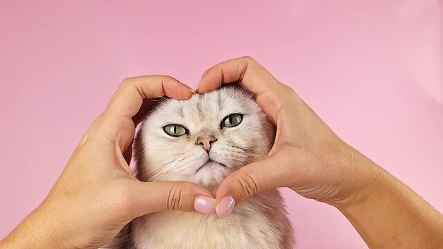 Womens hands, folded in the shape of a heart, hug the head of a charming white cat.