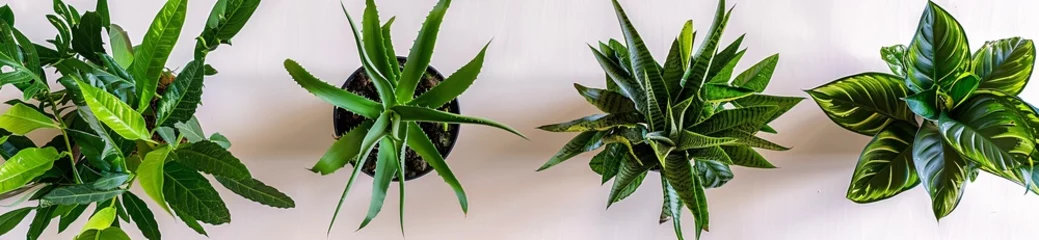 Fotobehang Aloe in Flower: A Cactus-Inspired Decor for Your Home Generative AI © Mandeep