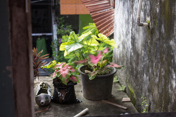 Green red caladium flowers planted in a bucket and used bottle.
Pinrang, South Sulawesi Indonesia.
March 14 2024
