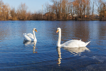 A pair of white swans swimming on the river.