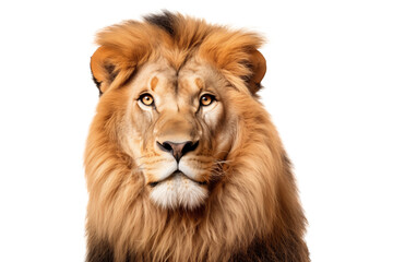 Portrait of a lion isolated on a transparent background.