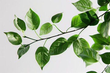 Fototapeta premium April Showers Bring May Flowers A Stunning Close-Up of a Green Leaf Generative AI