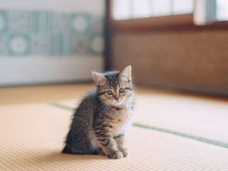 畳の上の仔猫