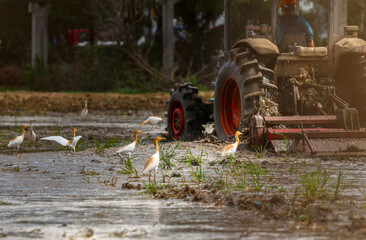 old tractor in a field
