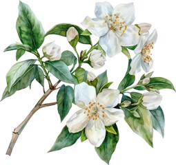 Jasmine flower watercolor object isolated png.
