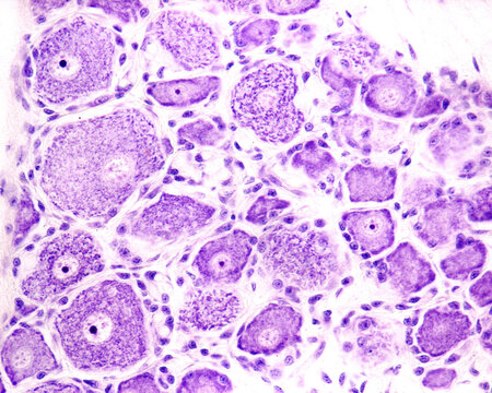 Neurons. Dorsal root ganglion