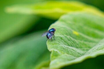 Fly on a green leaf.