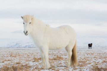 Islandpferde, nahe Hvollsvöllur, Südisland, Island