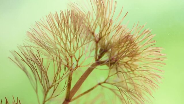Red algae branch red leaves on natural background.