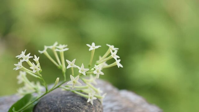 Night-blooming jasmine or Cestrum nocturnum flowers on natural  background.