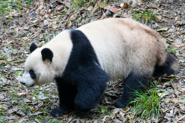 Giant Panda