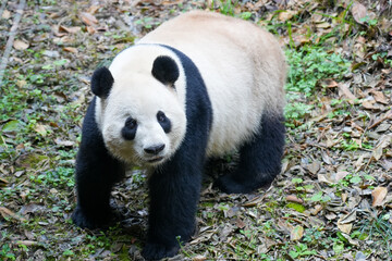 Giant Panda