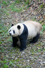 Obraz premium Chinese Panda