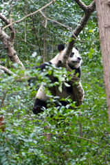 Obraz premium Giant Panda