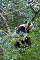 Obraz premium Giant Panda