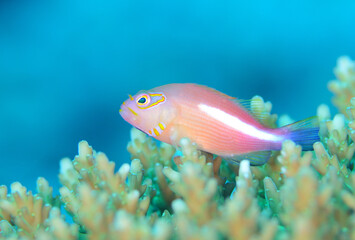 メガネゴンベ　久米島