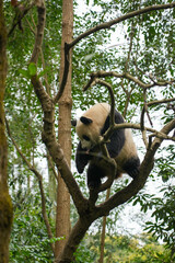 Giant Panda