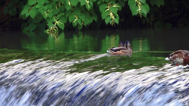 mallard ducks living by the waterfall