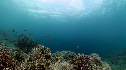 Naklejka na ściany i meble Underwater coral reef landscape. Marine protected area.