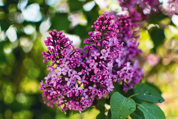 Beautiful purple lilac at sprintime on a blurry background, syringa vulgaris