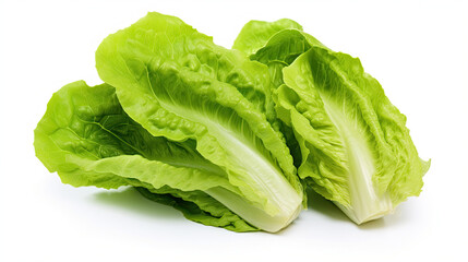 Green lettuce Isolated on white background