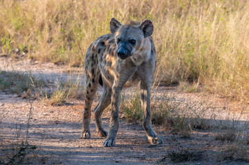 Wild animals in the Kruger National Park in RSA