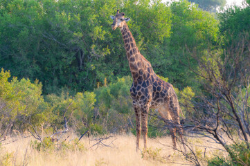 Wild animals in the Kruger National Park in RSA