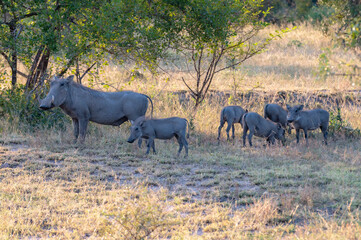 Wild animals in the Kruger National Park in RSA