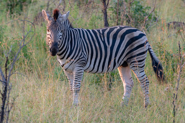 Wild animals in the Kruger National Park in RSA