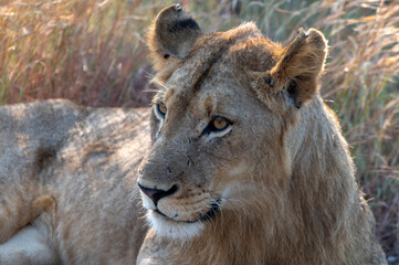 Closeup of a lion - Kruger national park in RSA