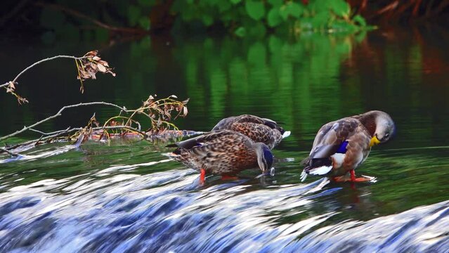 mallard ducks living by the waterfall