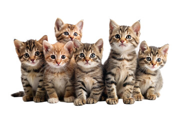 Group of kittens isolated on white