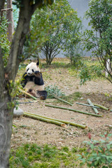 Fototapeta premium Giant Panda