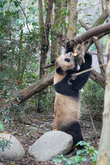 Fototapeta premium Giant Panda