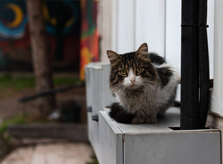 Gray tabby cat sitting and looking curiously at the camera.
