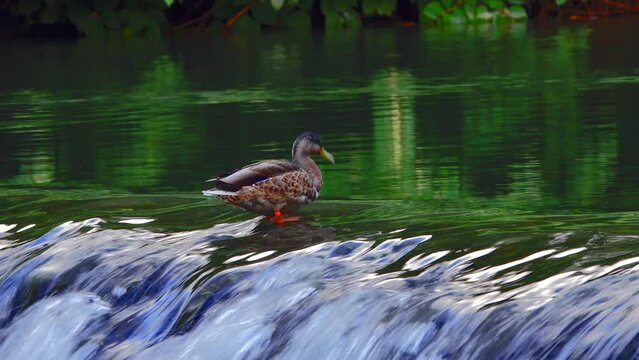 mallard ducks living by the waterfall