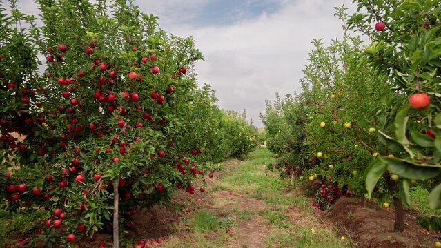 Wandering among rows of ripe, crimson apples in the tranquil orchard.