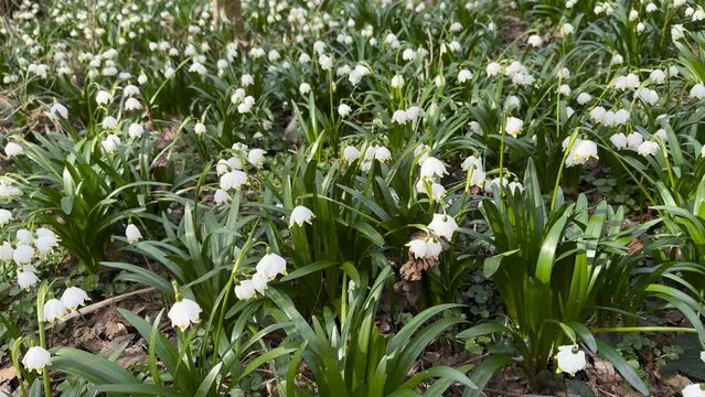 in the spring of the Carpathians the first flowers appear, delicate fragrant snowdrops, white flowers, primroses and crocuses, after the rain they are covered with drops of dew