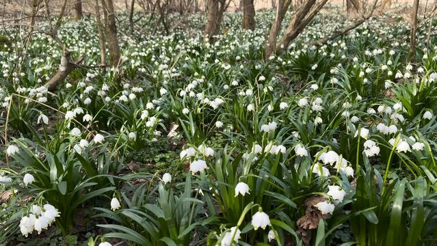 in the spring of the Carpathians the first flowers appear, delicate fragrant snowdrops, white flowers, primroses and crocuses, after the rain they are covered with drops of dew